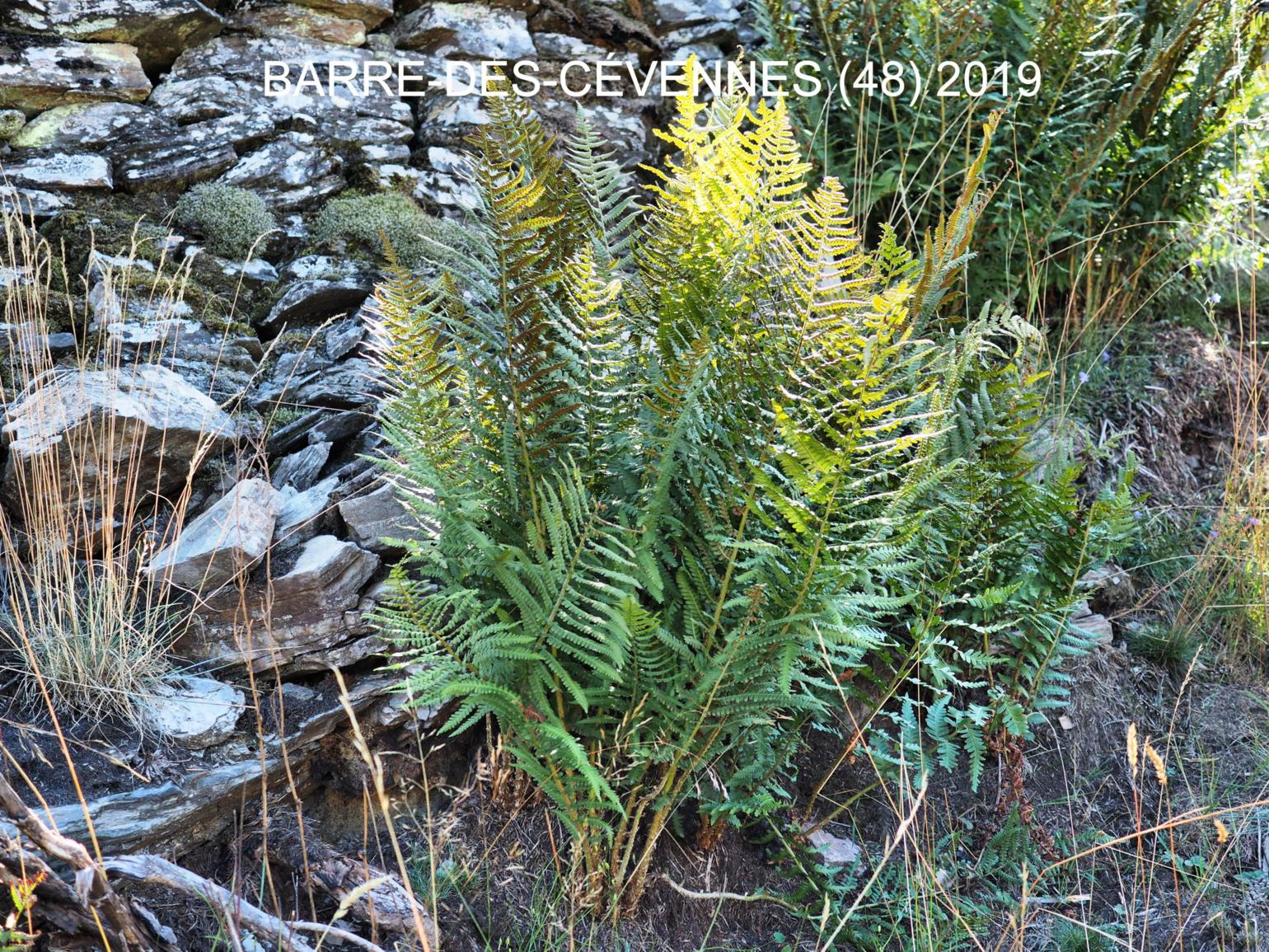 Fern, Mountain Male